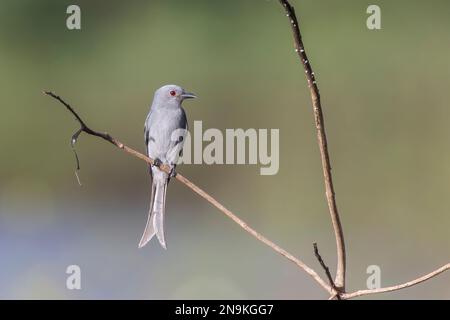 Asche Drongo, Dicrurus leucophaeus, alleinstehender Erwachsener auf einem Ast, Yok Dom, Vietnam Stockfoto