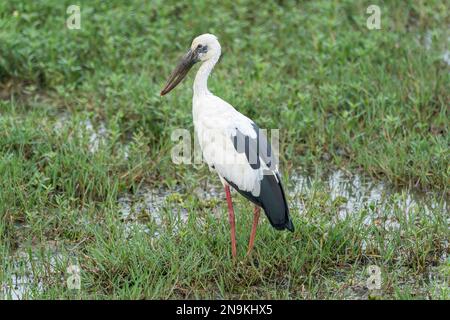 Asiatischer Entenschein, Anastomus lamelligerus, einzelner Erwachsener, der im Feuchtgebiet spaziert, Yala-Nationalpark, Sri Lanka Stockfoto