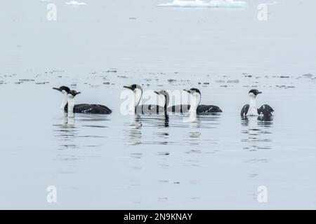 Antarktisfisch, Leucocarbo bransfieldensis, Gruppe von Vögeln, die auf dem Meer schwimmen, Aitcho Island, Antarktis Stockfoto