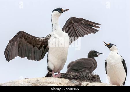 Antarktisfisch, Leucocarbo bransfieldensis, zwei Erwachsene, die sich im Nest schmieden, Aitcho Island, Antarktis Stockfoto