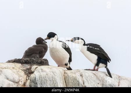 Antarktisfisch, Leucocarbo bransfieldensis, zwei Erwachsene, die sich im Nest schmieden, Aitcho Island, Antarktis Stockfoto