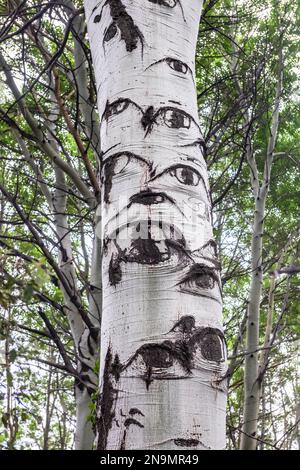 In einem sizilianischen Wald hat ein Espenbaum (Populus) einen Stamm, der scheinbar mit starrenden Augen bedeckt ist. Diese Narben bilden sich, wenn kleinere Äste abgebaut werden Stockfoto