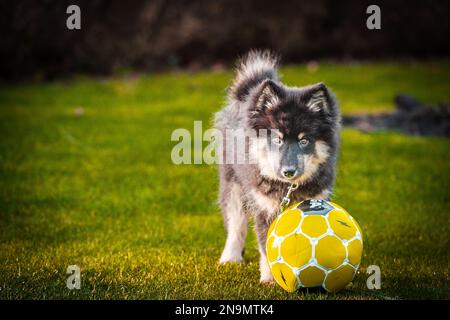 Das Hündchen läuft mit Ball und Stock. Das Beste, was ein Hündchen weiß, ist herumzulaufen und zu spielen. Der beste Freund des Mannes. Ein Freund fürs Leben. Ein Freund, der immer da ist Stockfoto