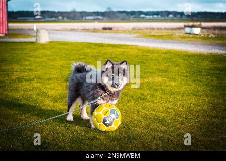 Das Hündchen läuft mit Ball und Stock. Das Beste, was ein Hündchen weiß, ist herumzulaufen und zu spielen. Der beste Freund des Mannes. Ein Freund fürs Leben. Ein Freund, der immer da ist Stockfoto