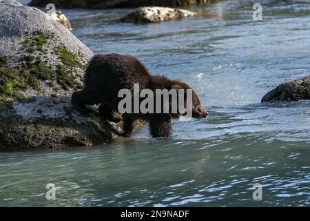 Ein Baby-Grizzly, der in Alaska im Fluss spaziert Stockfoto