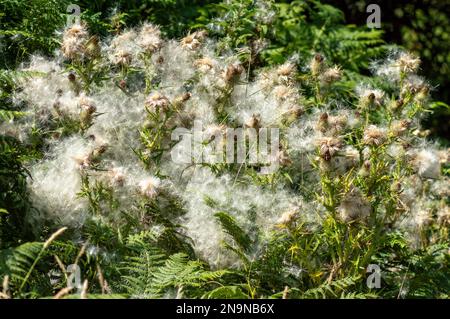 Flauschiger wilder Löwenzahn Stockfoto