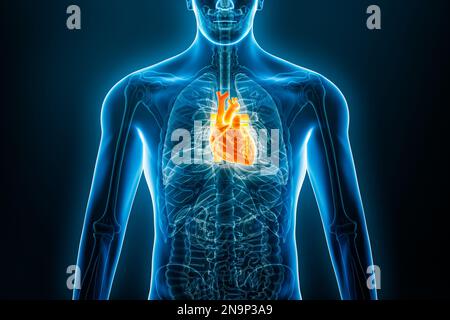 Röntgen-Anterior- oder Vorderansicht des menschlichen Herzens 3D-Darstellung mit männlichen Körperkonturen. Anatomie, Herz-Kreislauf-System, Medizin, Biologie, Wissenschaft Stockfoto