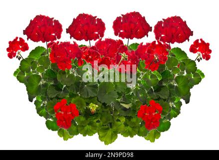 Rotes Pelargonium auf weiß isoliert Stockfoto