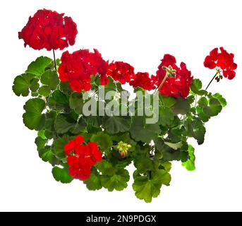 Rotes Pelargonium auf weiß isoliert Stockfoto