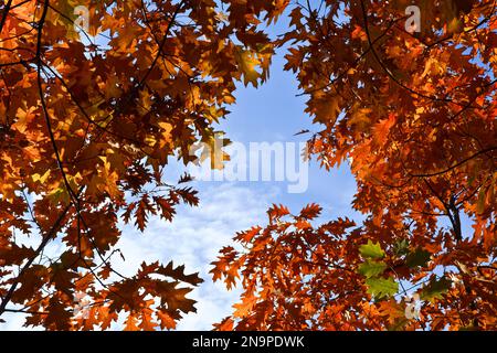 Farbenfrohe Herbstblätter am Himmel Stockfoto