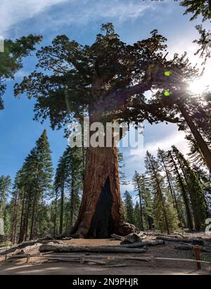 Grizzly Giant in Mariposa Groce, Yosemite-Nationalpark, Kalifornien, USA Stockfoto
