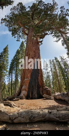 Grizzly Giant in Mariposa Groce, Yosemite-Nationalpark, Kalifornien, USA Stockfoto