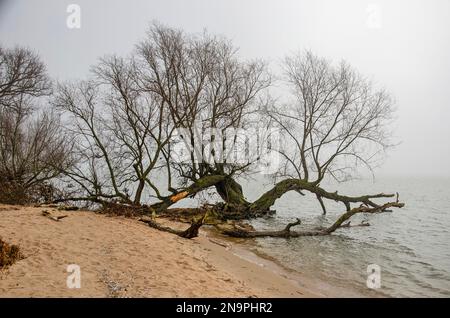 Ein seltsam geformter Baum am Strand am Fluss Nieuwe Merwede im Biesbosch-Nationalpark bei Dordrecht, Niederlande Stockfoto