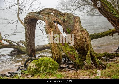 Ein sonderbar geformter Hohlbaum am Sandstrand eines Flusses im Biesbosch-Nationalpark bei Dordrecht, Niederlande Stockfoto