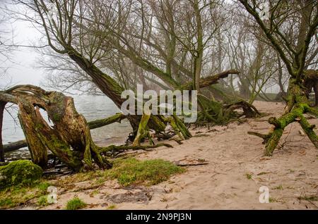 Seltsam geformte Bäume an einem Sandstrand des Flusses Nieuwe Merwede im Biesbosch-Nationalpark bei Dordrecht, Niederlande Stockfoto