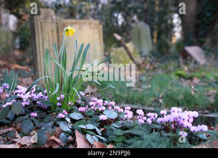 Wild Cyclamen, Cyclamen hederifolium Pink, wächst Anfang Frühling im Tower Hamlets Cemetery Park im Osten Londons, Großbritannien Stockfoto
