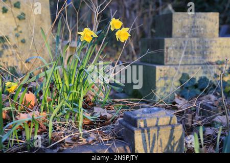 Narzissen in der Frühlingssonne im Tower Hamlets Cemetery Park im Osten Londons, Großbritannien Stockfoto