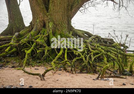 Alter Baum mit ausgedehntem freiliegendem Wurzelsystem am Sandufer des Flusses Nieuwe Merwede im Biesbosch-Nationalpark bei Dordrecht, Niederlande Stockfoto