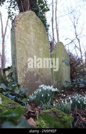 Schneeglöckchen an den alten Grabsteinen auf dem Tower Hamlets Cemetery im Osten Londons, Großbritannien Stockfoto