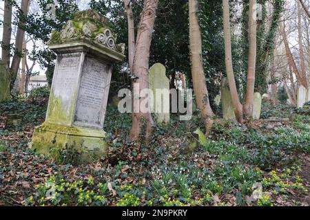 Schneeglöckchen an den alten Grabsteinen auf dem Tower Hamlets Cemetery im Osten Londons, Großbritannien Stockfoto