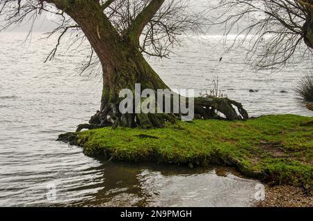 Ein alter Baum auf einer kleinen Halbinsel, der fast in den Fluss fällt, im Biesbosch-Nationalpark bei Dordrecht, Niederlande Stockfoto