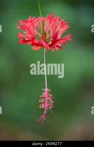 Nahaufnahme einer blühenden roten Hibiskusblüte mit einem unscharfen grünen Hintergrund; Osa-Halbinsel, Playa Caletas, Costa Rica Stockfoto