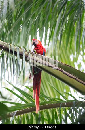 Scharlachroter Ara (Ara Macao), der in einer Palme thront; Costa Rica Stockfoto