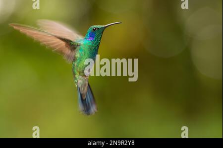 Nahporträt eines grünen Violetohrkolibris (Colibri thalassinus) im Flug; Monteverde, Costa Rica Stockfoto