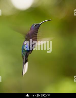 Veilchensabrewing Kolibri (Campylopterus hemileucurus) im Flug; Monteverde, Costa Rica Stockfoto