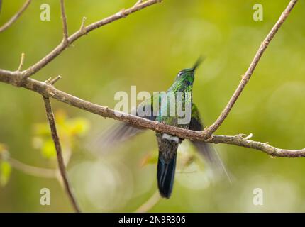 Nahaufnahme eines Kolibri (Colibri thalassinus) auf einem Zweig; Monteverde, Costa Rica Stockfoto