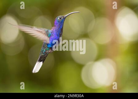 Nahporträt eines Veilchensabrewing Kolibris (Campylopterus hemileucurus) im Flug; Monteverde, Costa Rica Stockfoto