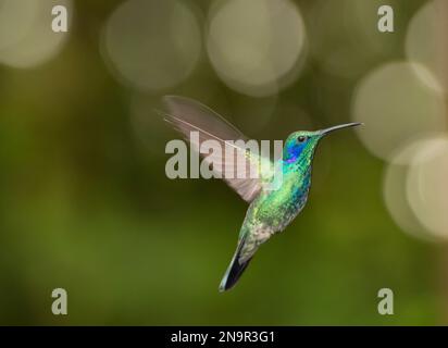 Nahporträt eines grünen Violetohrkolibris (Colibri thalassinus) im Flug; Monteverde, Costa Rica Stockfoto