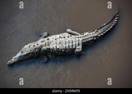 Krokodil (Crocodylus acutus) waten durch das flache Wasser in den Rio Tarcoles; Costa Rica Stockfoto