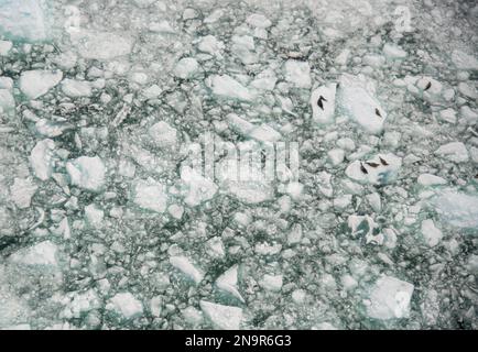 Auf Eisbergen ruhende Hafenrobben (Phoca vitulina) am Ende des Le Conte Glacier, nahe Petersburg, in Passage, Alaska Stockfoto