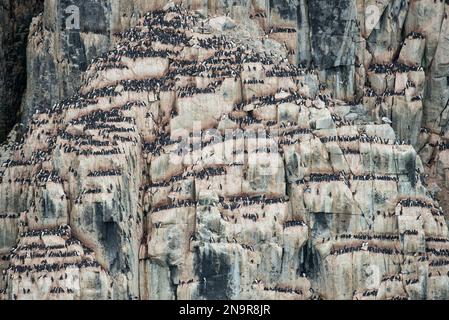 Hunderte von Dickschnabelmurren (Uria lomvia) nisten auf einer Klippe bei Kapp Fanshawe; Spitzbergen, Svalbard, Norwegen Stockfoto