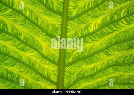 Nahaufnahme eines Cunjevoi-Blattes (Alocasia brisbanensis); Malediven Stockfoto