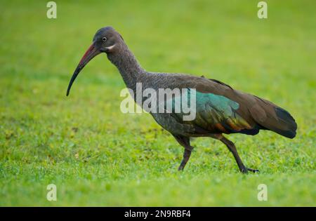 Porträt einer Hadeda ibis (Bostrychia hagedash) in Zuchtgefieder, die durch Gras im Volcanoes National Park, Ruanda, wandert Stockfoto