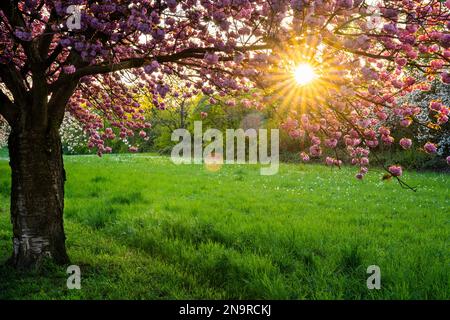Ein blühender Kirschbaum mit rosa Blüten im Frühling in der Abendsonne mit einem sunstar, Rhein-Neckar-Region, Baden-Württemberg, Deutschland Stockfoto