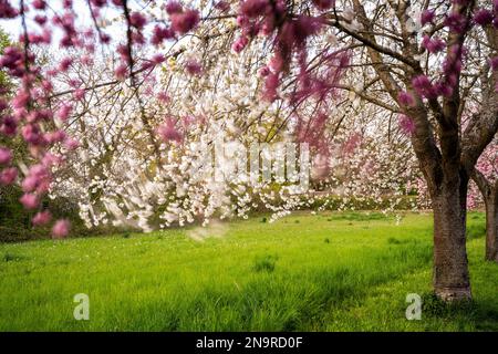 Blühende Kirschbäume mit rosa und weißen Blüten im Frühling, vom Wind bewegt, Rhein-Neckar-Region, Baden-Württemberg, Deutschland Stockfoto