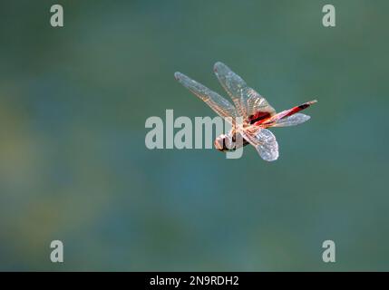 Schwebende Libelle mit blau-grünem Hintergrund in Talbot Bay in Australien; Kimberley, Western Australia, Australien Stockfoto