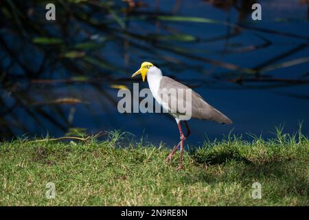 Porträt des maskierten Kiebings (Vanellus Miles), der im Sonnenlicht auf Gras steht, früher bekannt als der maskierte Plover und oft als Spreng-Wing bezeichnet... Stockfoto