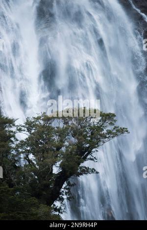 Buche vor den Lady Bowen Falls am Milford Sound, South Island, Neuseeland; South Island, Neuseeland Stockfoto