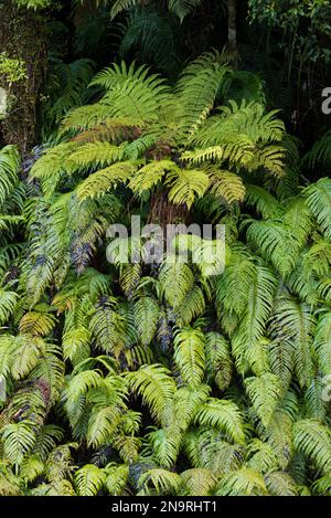 Silberfarne (Alsophila dealbata), eine Art mittelgroßer Baumfarn, endemisch in Neuseeland; Südinsel, Neuseeland Stockfoto