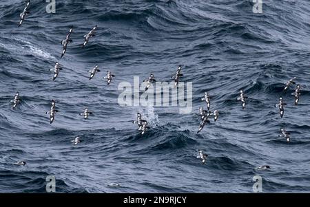 Kap-Stürme (Daption capensis) schweben über den Meereswellen in der Drake-Passage der Antarktis; Antarktis Stockfoto