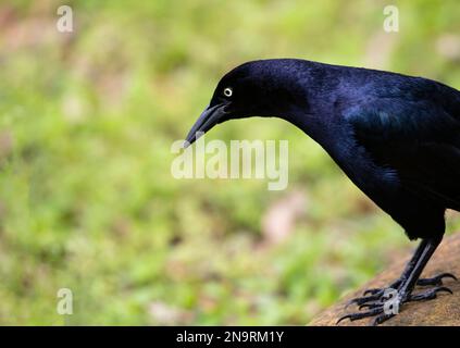 Erwachsener, männlich, Grackle, Nahaufnahme mit scharfem Kontrast aus goldenem Auge und dunklem Gefieder und reichlich Platz zum Kopieren auf grünem Bokeh Stockfoto