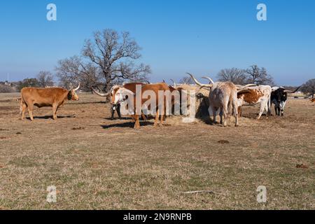 Eine Herde brauner, schwarzer, orangefarbener und weißer Longhorn-Kühe und Stiere mit langen, gebogenen Hörnern, die sich an einer Fütterungsstation auf einer Ranch-Weide an Heu ernähren Stockfoto