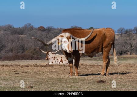 Ein orangefarbener Longhorn-Stier mit einem großen Stiel auf seinem weißen Gesicht und langen, gebogenen Hörnern, der auf einer Weide steht, während eine weiße Kuh mit Flecken in t ruht Stockfoto