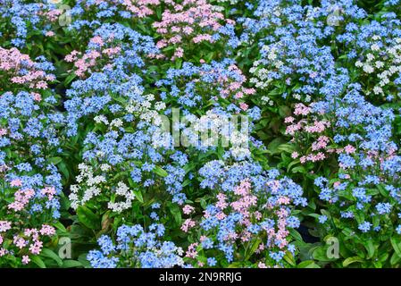 Myosotis alpestris oder alpine vergessene Blütenpflanze Stockfoto