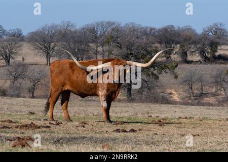 Ein orangefarbener Longhorn-Stier mit langen, gebogenen Hörnern und einem weißen, fleckigen Stück auf der Schulter, der an einem sonnigen Tag auf einer Ranch-Wiese steht. Stockfoto