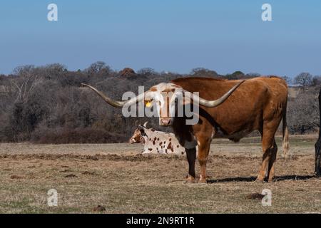 Ein orangefarbener Longhorn-Stier mit einem großen Stiel auf seinem weißen Gesicht und langen, gekrümmten Hörnern, der auf einer Ranch-Wiese steht, während eine weiße Kuh mit Flecken in t ruht Stockfoto